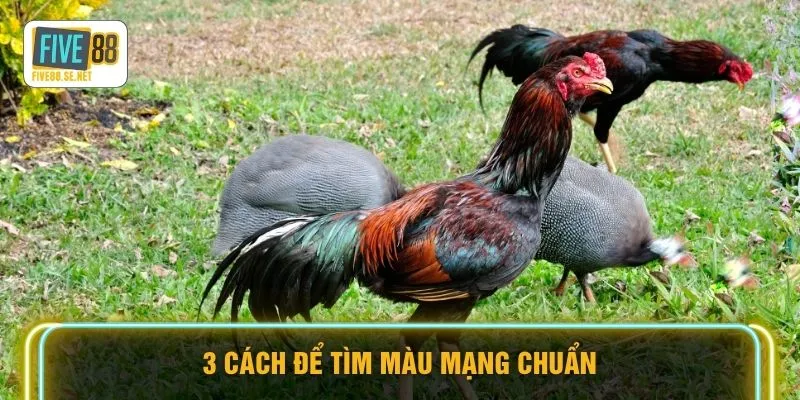 3 cách để tìm màu mạng chuẩn