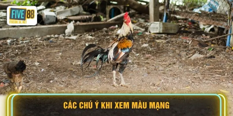 Các chú ý khi xem màu mạng