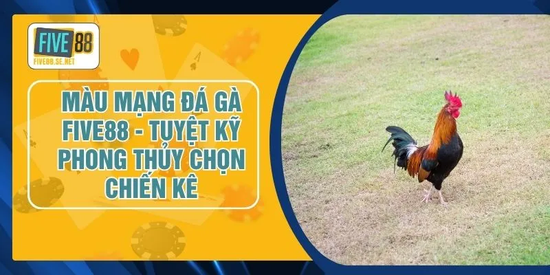 Màu Mạng Đá Gà FIVE88 - Tuyệt Kỹ Phong Thủy Chọn Chiến Kê