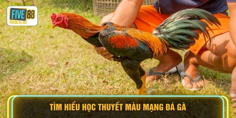 Tìm hiểu học thuyết màu mạng đá gà